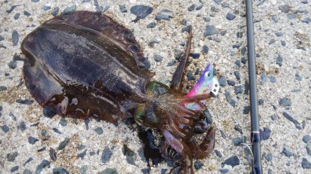 午後からエギング